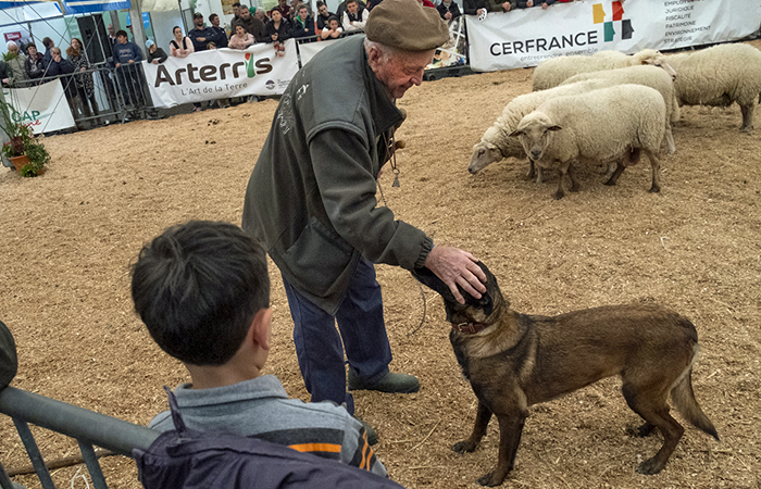 Demonstration de chiens de troupeau à la Foire agricole de Réalmont, près de Castres