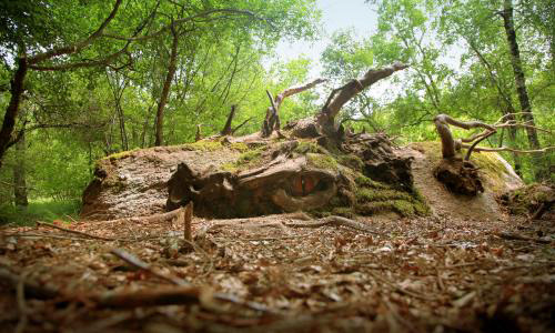 Le dragon du sentier de découverte de la sagne de Puech Balmes