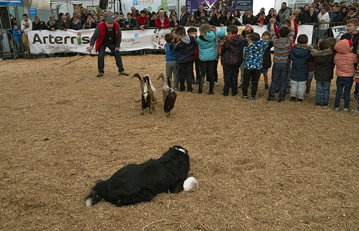 Chiens de troupeau à la Foire agricole de Réalmont, près de Castres
