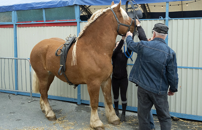 Chevaux de trait à la Foire agricole de Réalmont, près de Castres