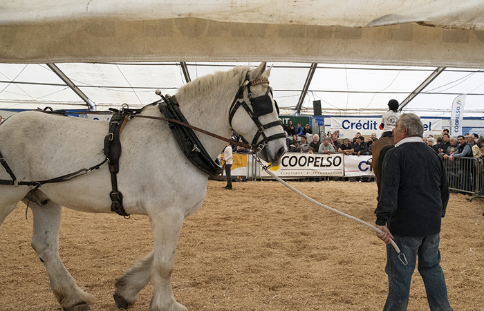 Cheval de trait présenté à la Foire agricole de Réalmont, près de Castres