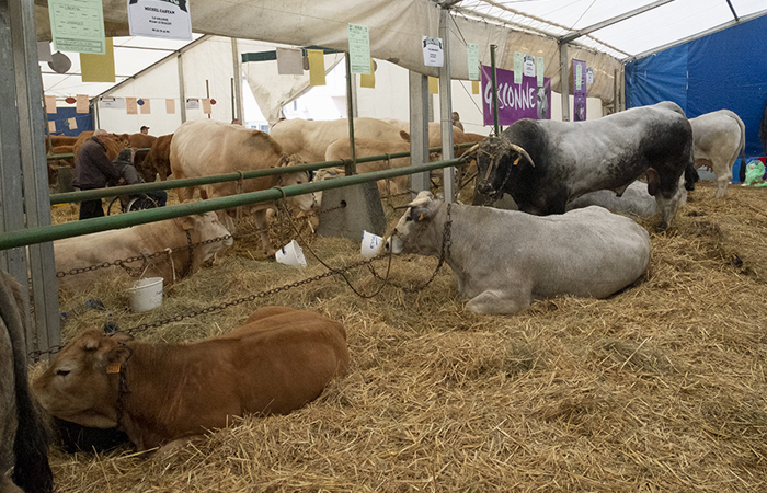 vaches à la Foire agricole de Réalmont, près de Castres